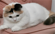 猫咪好几个小时生不出来