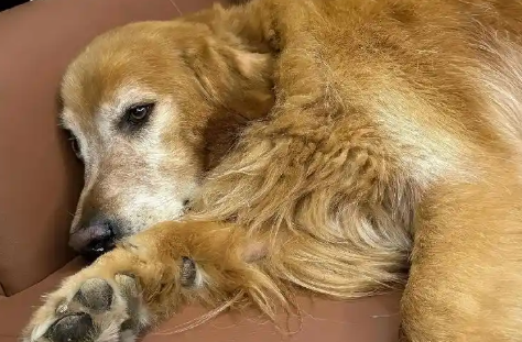 老年犬口鼻瘘不能手术怎么办 老年犬口鼻瘘不能手术怎么办