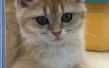 猫咪排尿困难怎么办