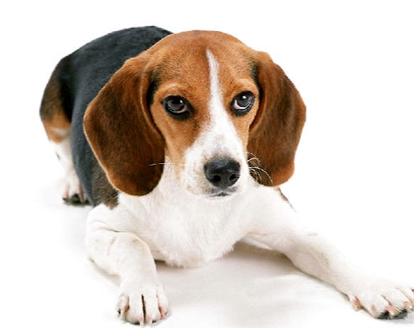 比格犬为什么被国际公认为最好的实验犬？