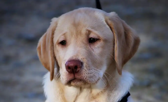 拉布拉多犬优缺点全解析:适合家庭饲养的真相 拉布拉多犬优缺点全解析:适合家庭饲养的真相