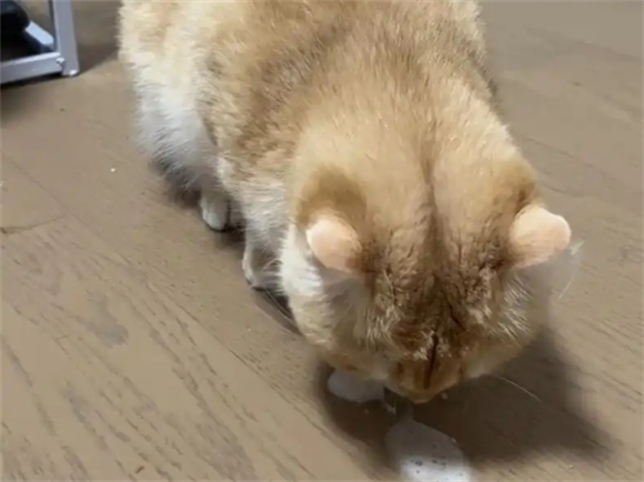 猫咪呕吐物里有血丝是怎么了 猫咪呕吐物里有血丝是怎么了