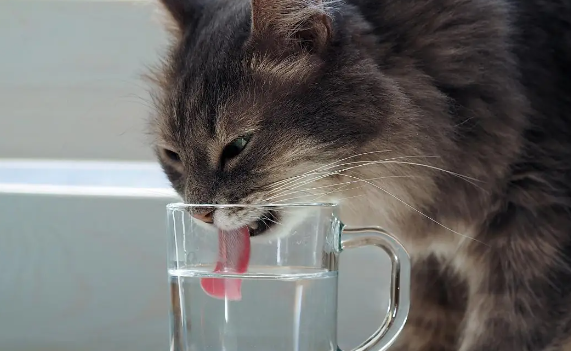 猫咪脱水怎么办 猫咪脱水怎么办