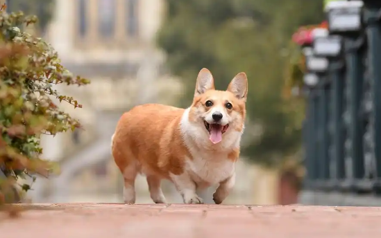 威尔斯柯基犬饲养禁忌,你知道吗? 威尔斯柯基犬饲养禁忌,你知道吗?