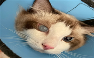 猫眼睛上有层白膜会自愈吗