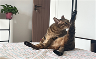 猫咪多大开始自己舔毛