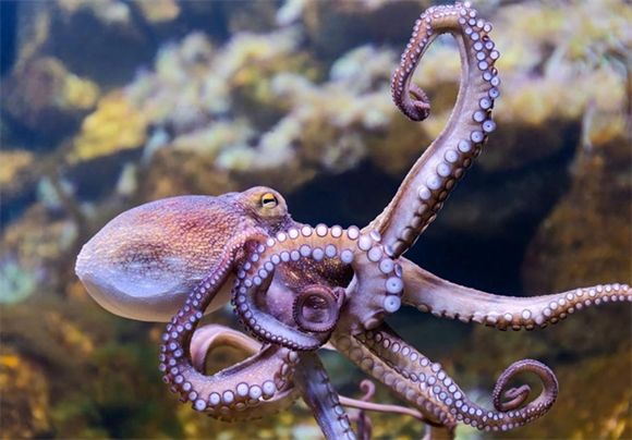 章鱼“恶名”的由来，这个奇特的物种几乎全身都是谜团！