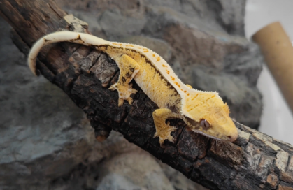 守宫蜥蜴能否晒太阳?真相揭秘 守宫蜥蜴能否晒太阳?真相揭秘