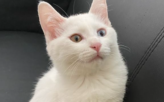 猫咪为什么会挑食