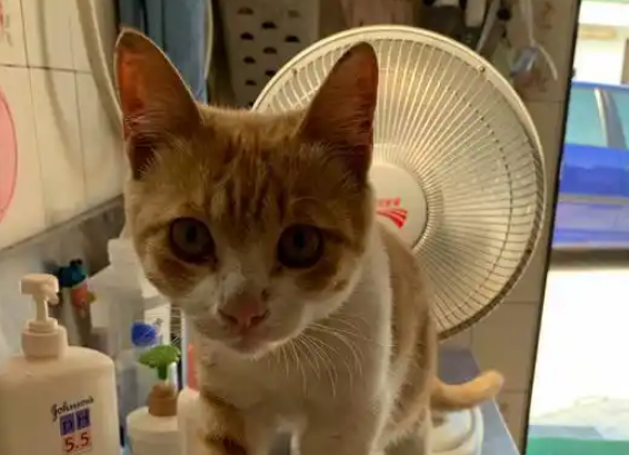 猫咪扒门求收养,女子没给猫开门,不料洗漱时被猫吓到 猫咪扒门求收养,女子没给猫开门,不料洗漱时被猫吓到