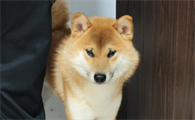 狗狗老是拉稀但是精神很好