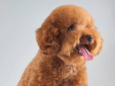 泰迪犬：你真的了解这些“卷毛小精灵”吗？