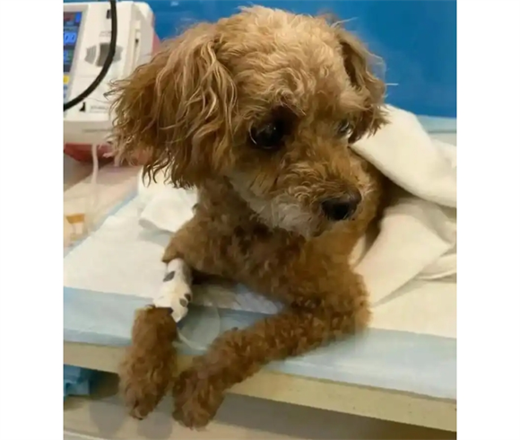 小狗得了狂犬病能活多久呢