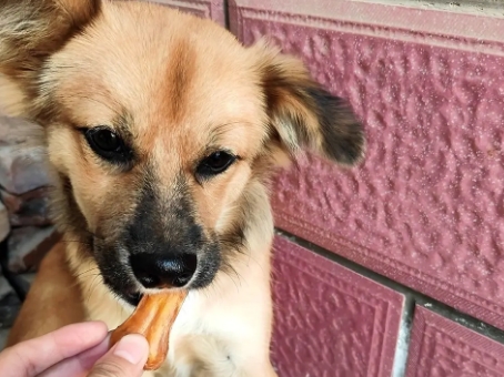 狗狗磨牙棒一天啃几个小时好