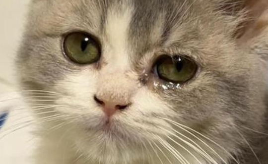 猫咪泪腺过于发达是什么意思