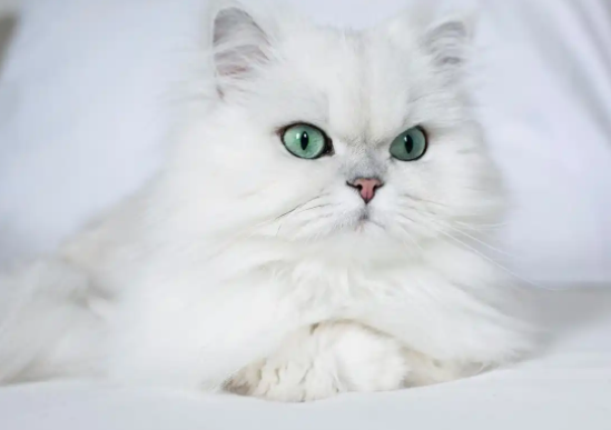 波斯猫:高贵优雅迷人,奈何是猫中“林黛玉” 波斯猫:高贵优雅迷人,奈何是猫中“林黛玉”