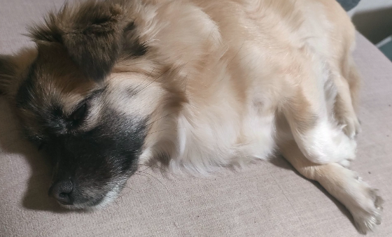 PLKWT犬瘟试纸有哪些优势?高效精准才是核心 PLKWT犬瘟试纸有哪些优势?高效精准才是核心