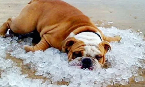 狗狗中暑后可以吃什么 狗狗中暑后可以吃什么