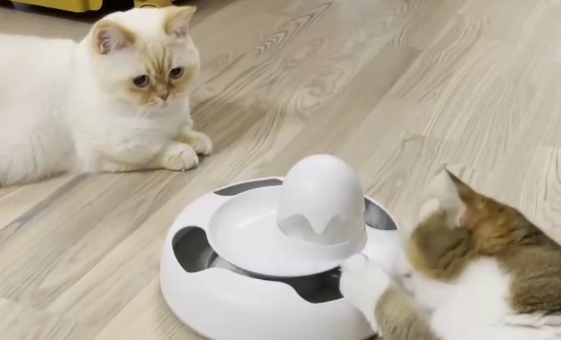 “宠物友好”撬动“大产业” “土”特产蓬勃发展“出海”忙