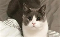 猫咪一直发出呼噜声是什么原因