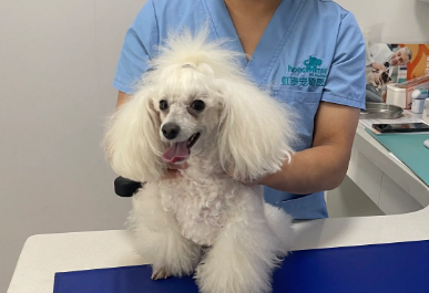 狗狗流眼泪怎么回事吃什么药
