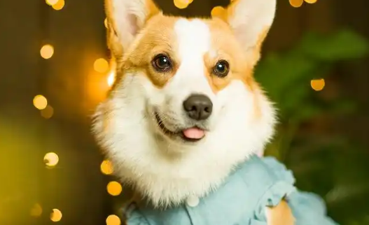 威尔斯柯基犬和比熊的区别,哪个性格好? 威尔斯柯基犬和比熊的区别,哪个性格好?
