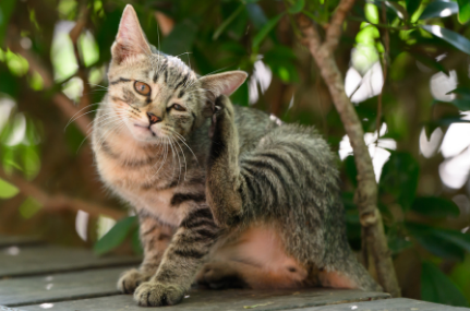 猫咪便秘拉不出来怎么办 猫咪便秘拉不出来怎么办