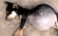 狗狗腹水了一定会死吗