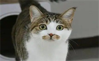 中华田园猫的多样性揭秘：从狸花猫到简州猫