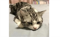 猫吐水有泡沫是什么原因