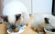 宠小宴猫罐头怎么样？宠小宴猫罐头怎么选？