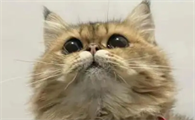 猫咪尿不出来怎么办吃什么药