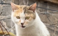 猫粘人是什么原因
