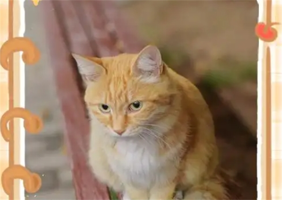 家养猫传腹能不能喝羊奶粉
