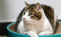 猫鼻支要做哪些检查