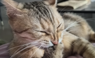 小猫咪体温多少正常
