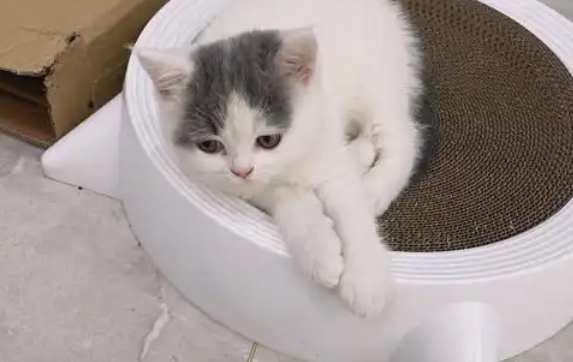 英短净梵魅力解读,感兴趣的可以看看! 英短净梵魅力解读,感兴趣的可以看看!