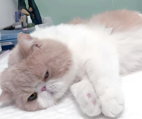 猫尿不出来怎么在家治疗