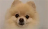 狗狗贫血多久恢复正常生活
