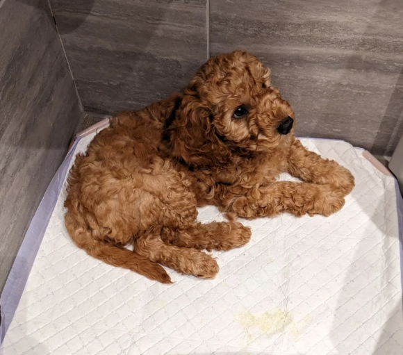 狗狗用尿垫好还是狗砂?狗尿垫哪个牌子好? 狗狗用尿垫好还是狗砂?狗尿垫哪个牌子好?