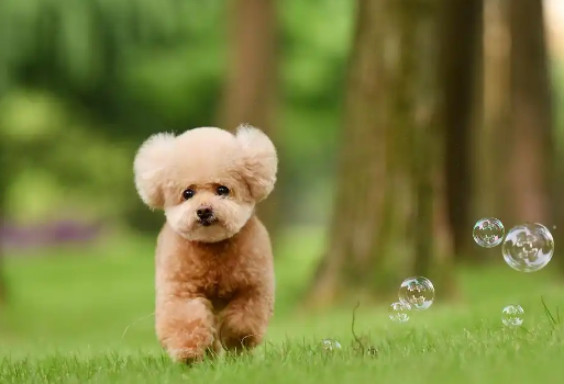 理解泰迪犬激动心情:温顺与情感的表达 理解泰迪犬激动心情:温顺与情感的表达