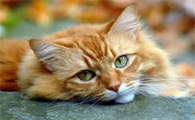 如何治疗猫咪驱虫的不良反应