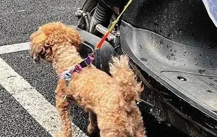 宠物狗“放飞天性”,南宁多位市民投诉养狗扰民 宠物狗“放飞天性”,南宁多位市民投诉养狗扰民