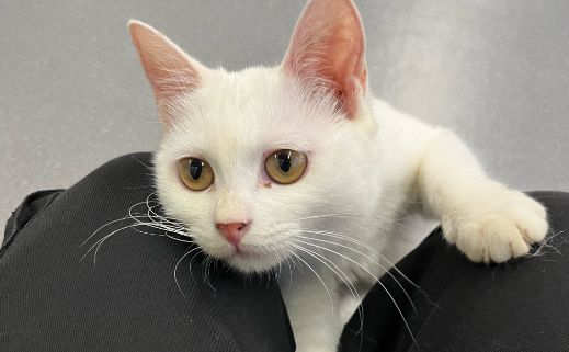 怎么进行猫咪社会化训练 怎么进行猫咪社会化训练