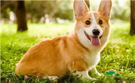 新手想养威尔斯柯基犬？但你真的了解柯基吗？