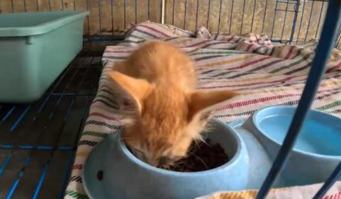 河边饿猫被救,城市流浪动物困境 河边饿猫被救,城市流浪动物困境