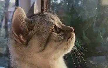 猫咪流眼泪睁不开眼是怎么回事 猫咪流眼泪睁不开眼是怎么回事