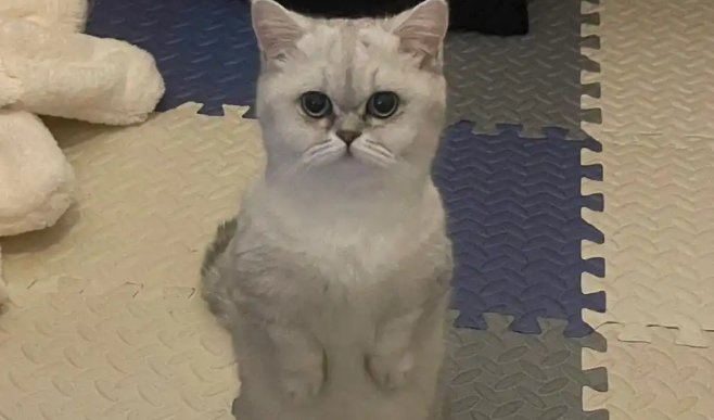 小猫体内蛔虫怎么治疗