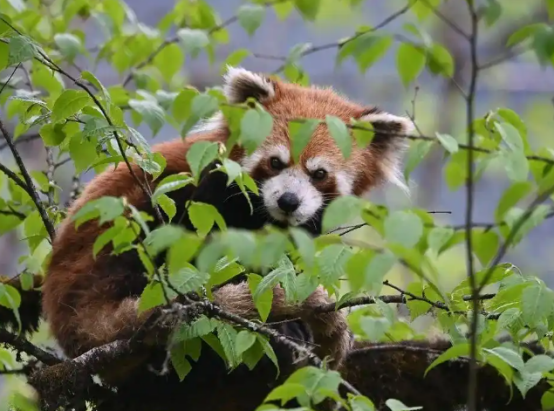 偷猎者还没判,小熊猫先被“关起来了”? 偷猎者还没判,小熊猫先被“关起来了”?