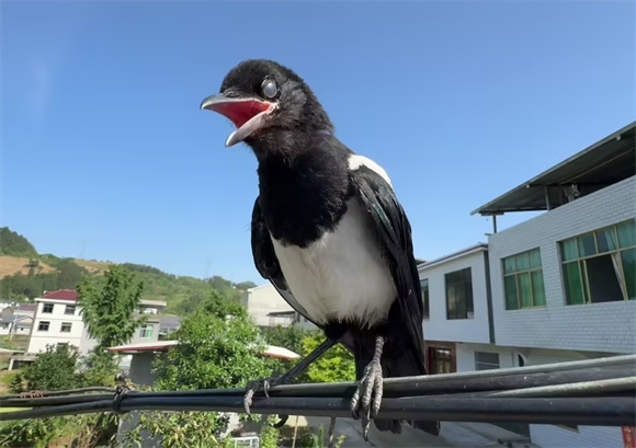 喜鹊为什么是益鸟 喜鹊为什么是益鸟